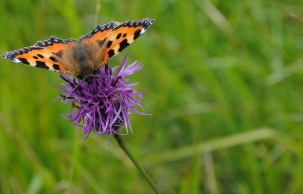 Small Tortoiseshell 1 (3) copyright Pippa Palmer