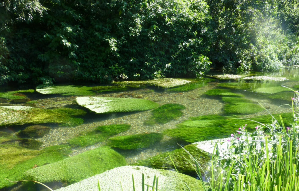 A beautiful healthy chalk stream in the summer sunshine A beautiful healthy chalk stream in the summer sunshine