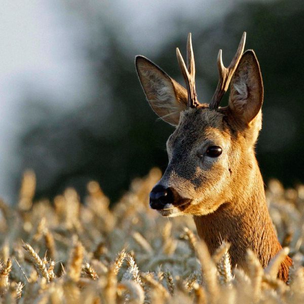 Roe Deer - Berwick Bassett, David White