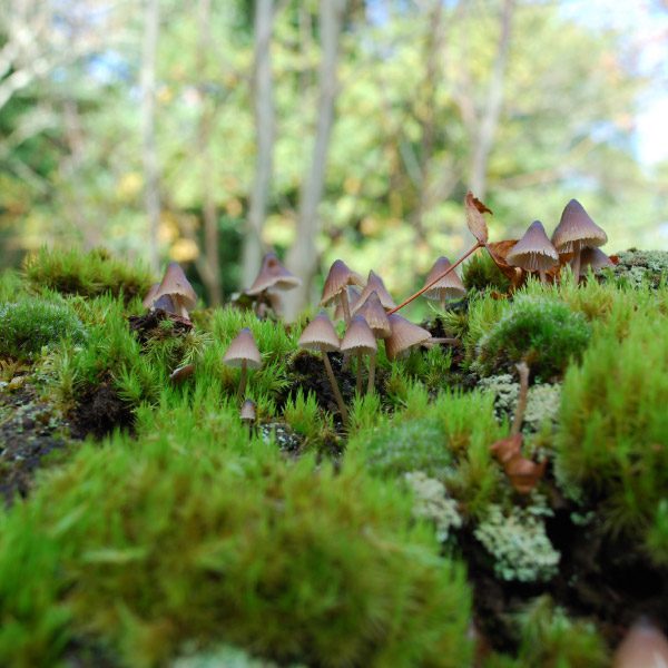 Fungi close up - Ann Shepley