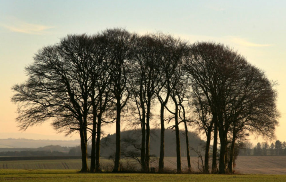 Woodland Woodland