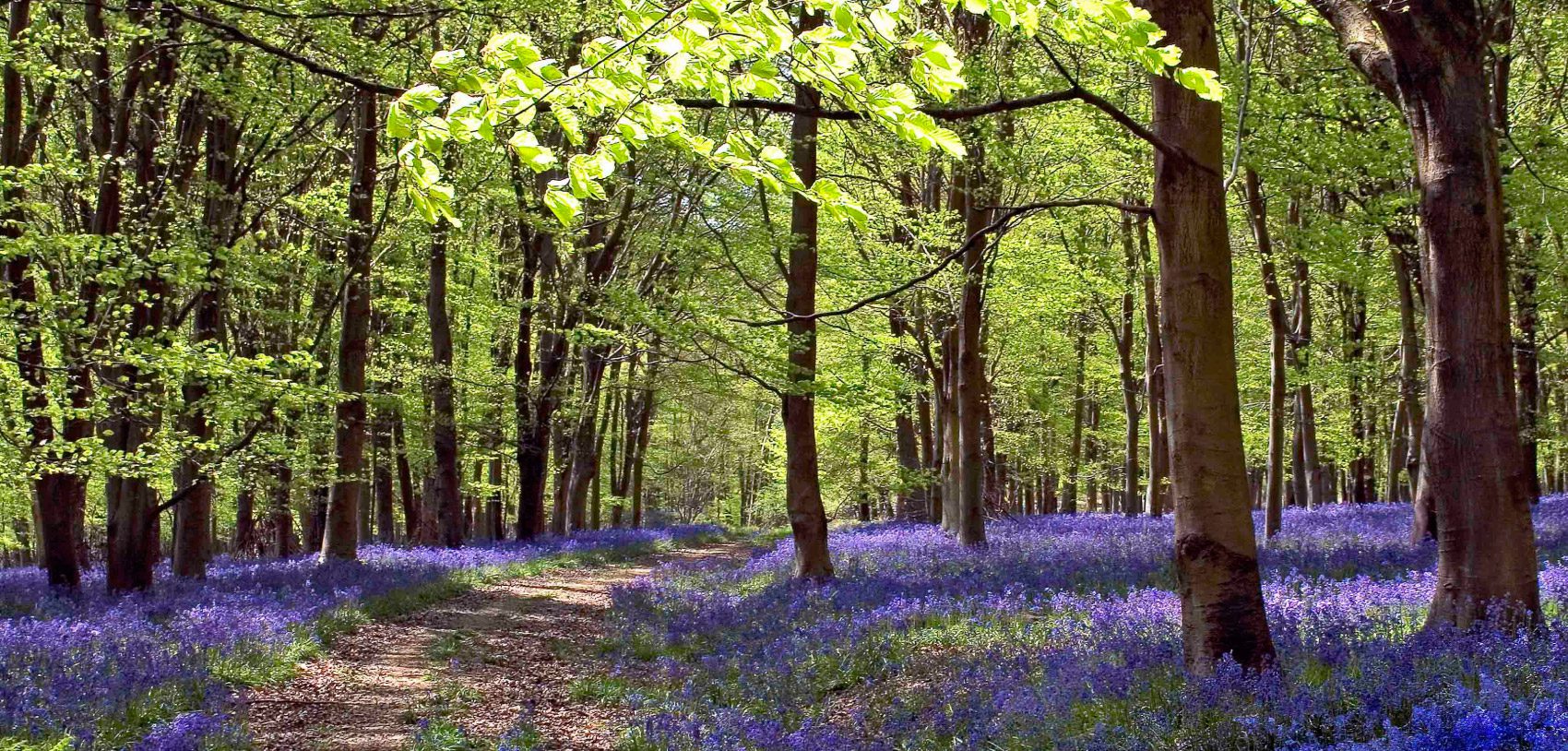 Bluebells at Cobham Frith Marlborough - Cedric Cottrell 2008