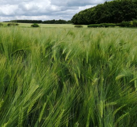 Barley, Ann Shepley