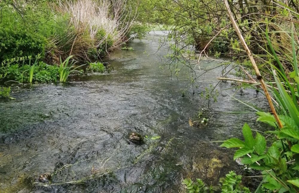 Freemans Marsh, Ann Shepley May 21