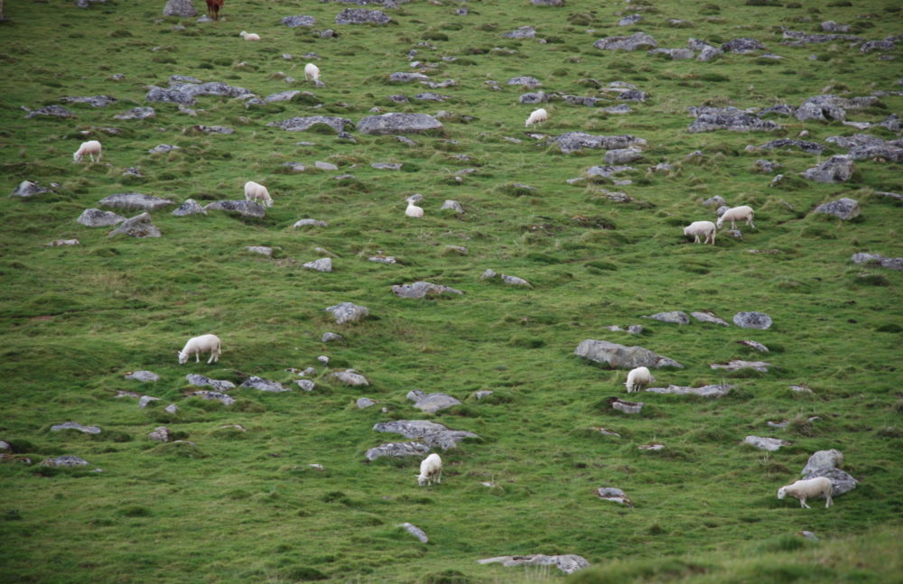 Fyfield Down