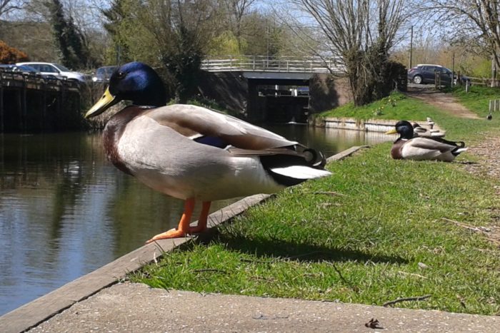 Kintbury duck canal, Ann Shepley 2015