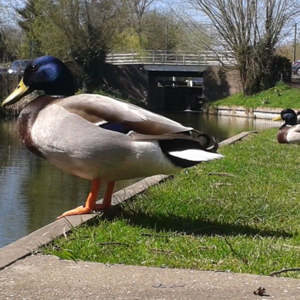 Kintbury duck canal, Ann Shepley 2015