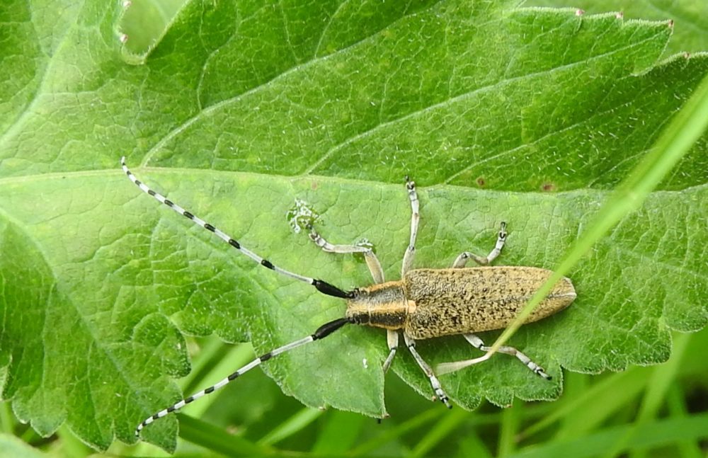Letcombe 16.6.2019 Long-horn beetle - J Akam Letcombe 16.6.2019 Long-horn beetle - J Akam