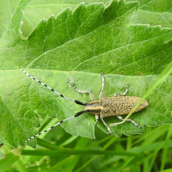 Letcombe 16.6.2019 Long-horn beetle - J Akam