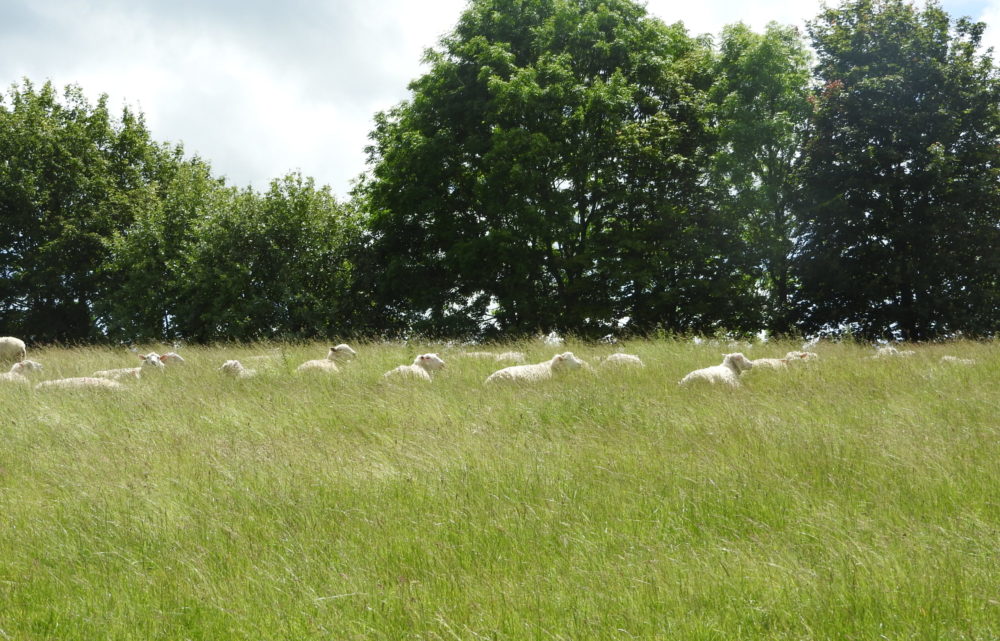 Letcombe Valley sheep 16.6.2019 - J Akam