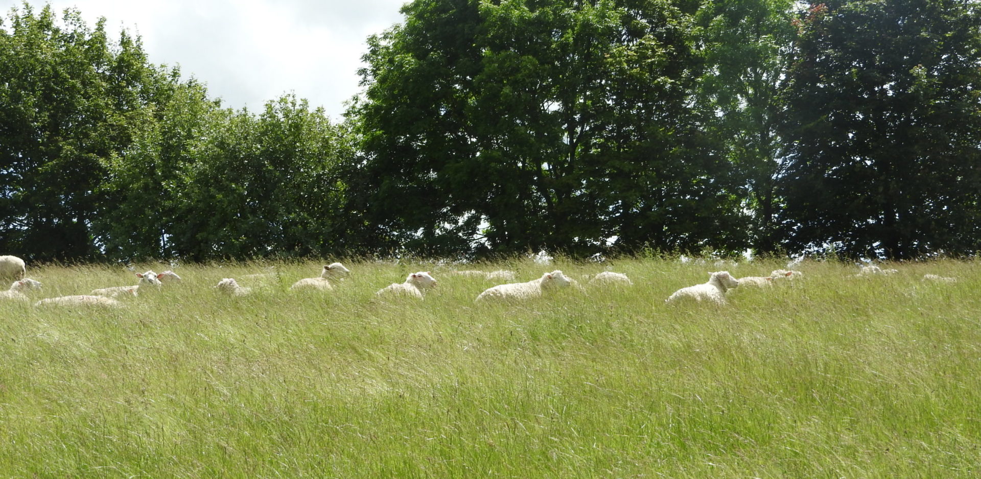 Letcombe Valley sheep 16.6.2019 - J Akam