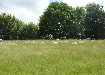 Letcombe Valley sheep 16.6.2019 - J Akam