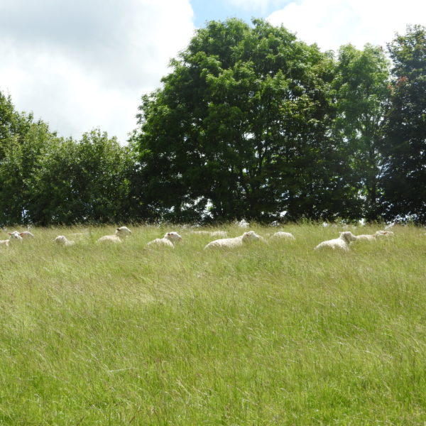 Letcombe Valley sheep 16.6.2019 - J Akam