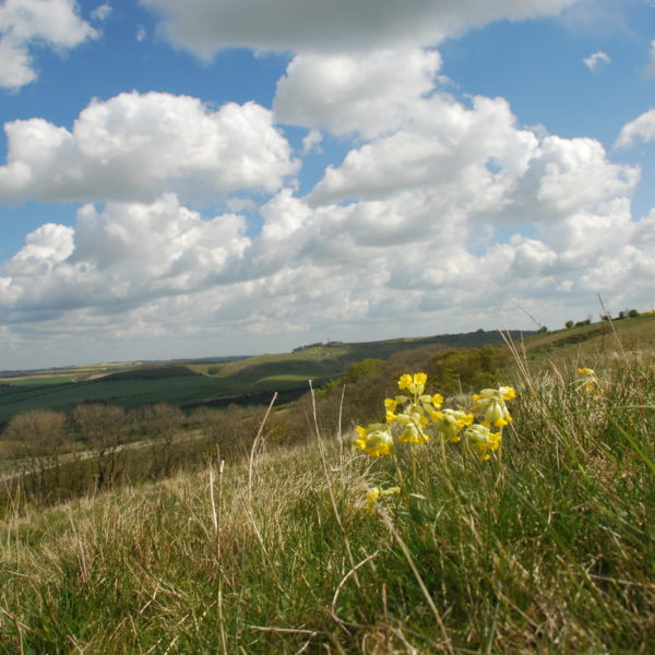 Morgans Hill to Lansdowne, 7 May 21 A Shepley