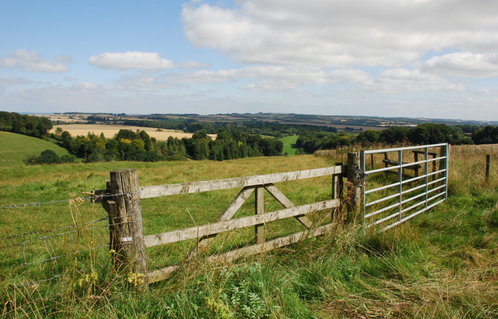 North of Hippenscombe Maccombe Down, Ann Shepley Aug 21