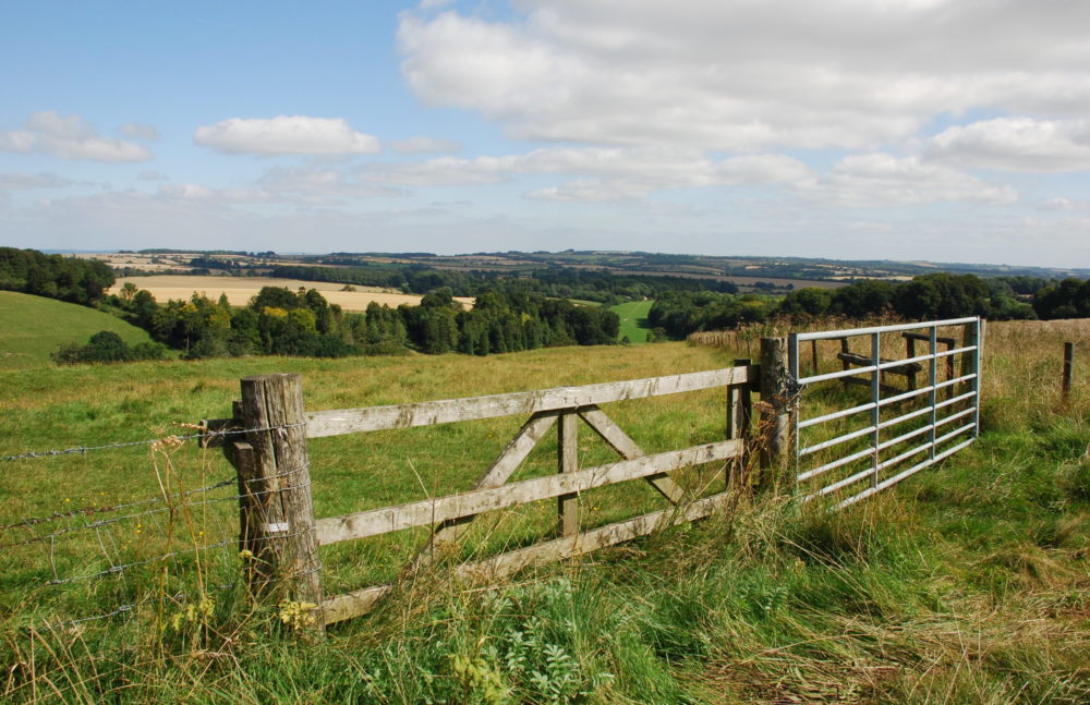 North of Hippenscombe Maccombe Down, Ann Shepley Aug 21