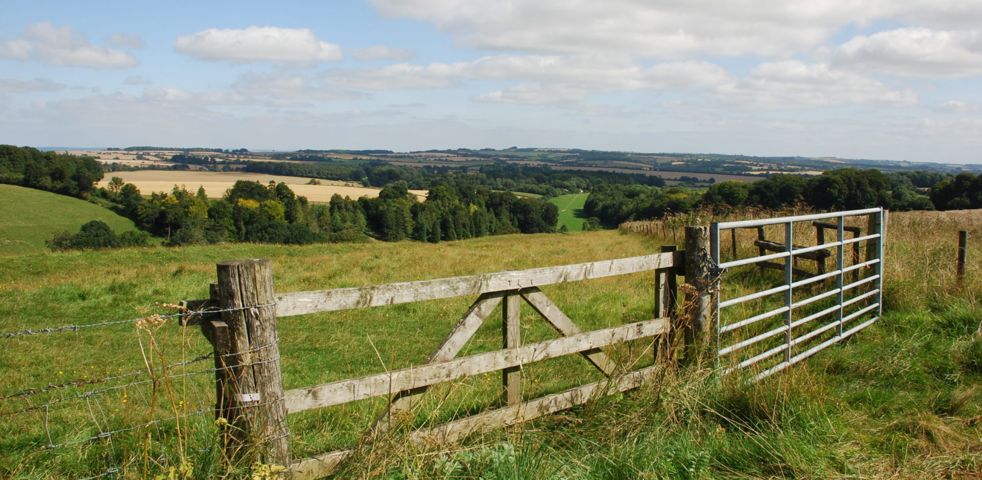 North of Hippenscombe Maccombe Down, Ann Shepley Aug 21