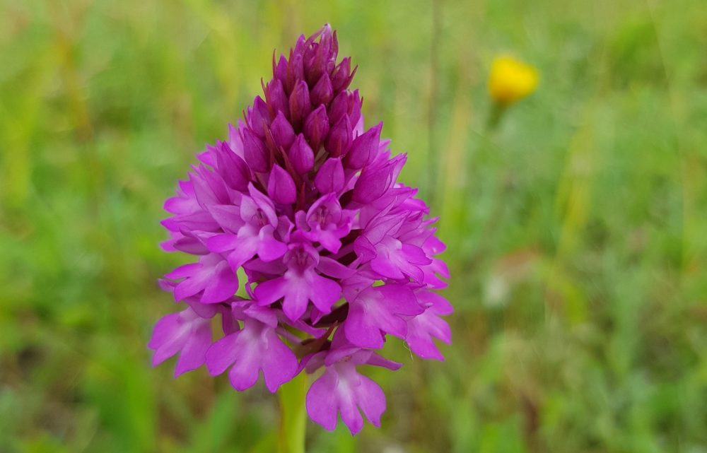 Pyramidal orchid