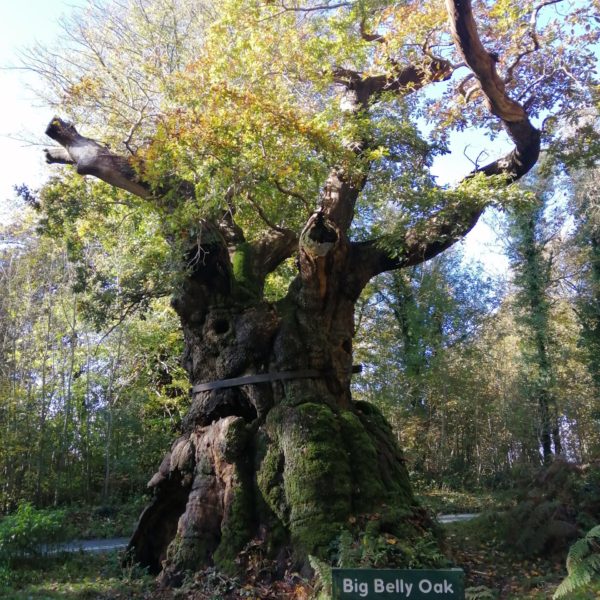 Savernake Big Belly Oak, Ann Shepley Oct 20