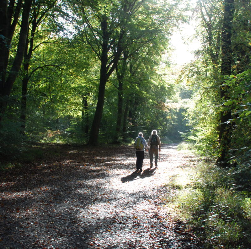 Savernake, Couple walking, Ann Shepley