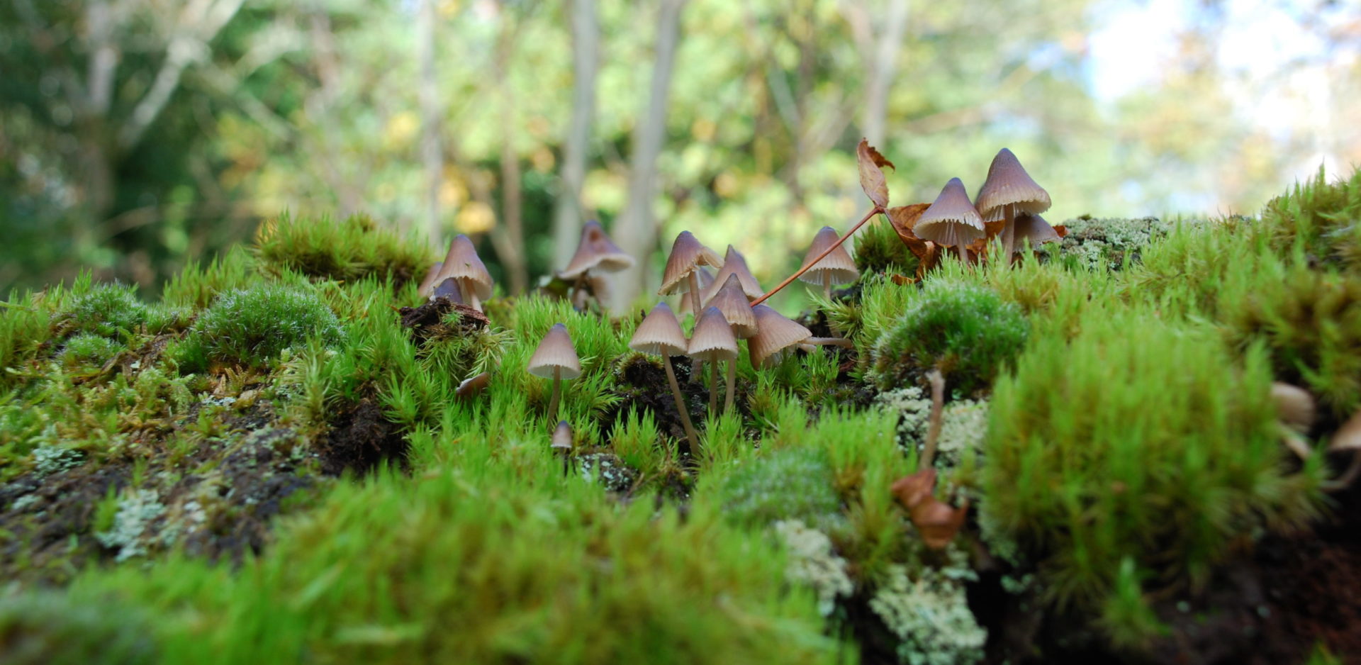 Savernake, Fungi, Ann Shepley Oct 20