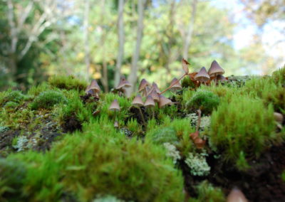 Savernake, Fungi, Ann Shepley Oct 20