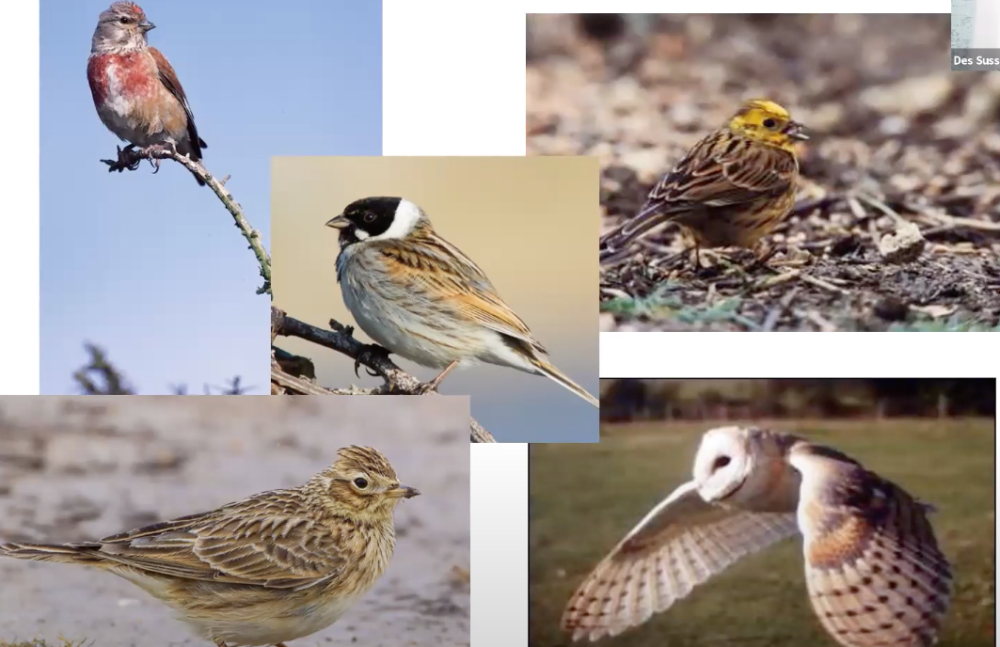 Farmland Birds in the North Wessex Downs – Reversing the Decline