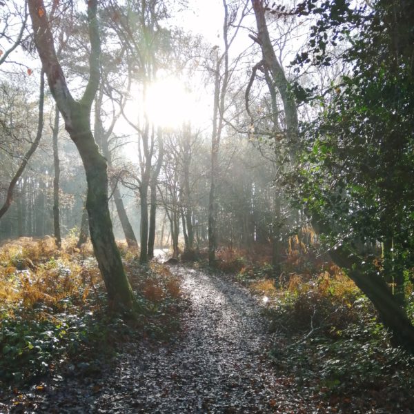 Sun streaming through trees in winter