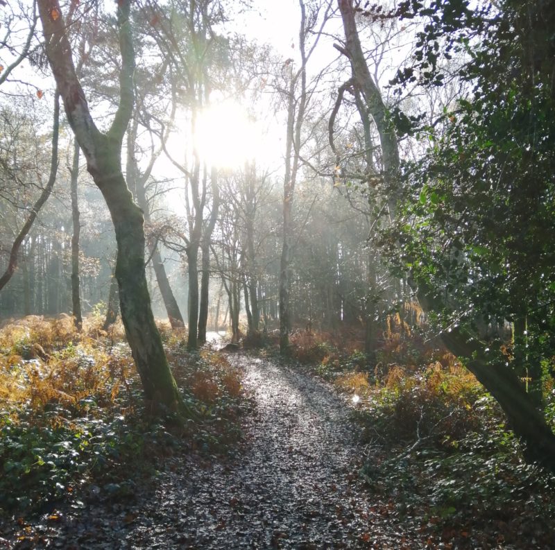 Sun streaming through trees in winter