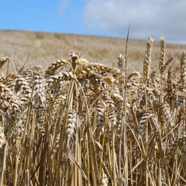 Wheat Hippenscombe Valley, Aug 21 Ann Shepley