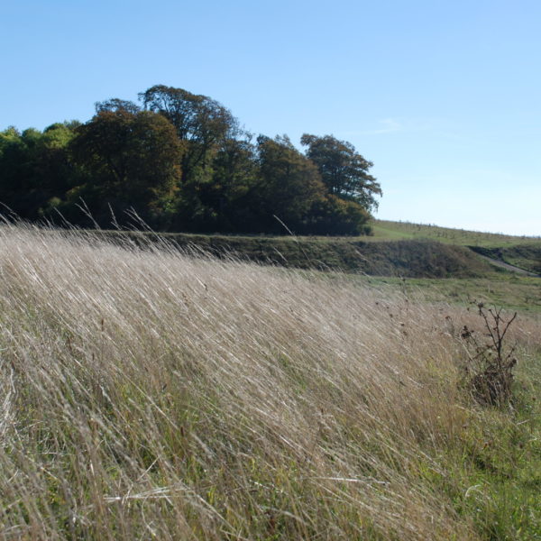 Wittenham Clumps, Ann Shepley Oct18