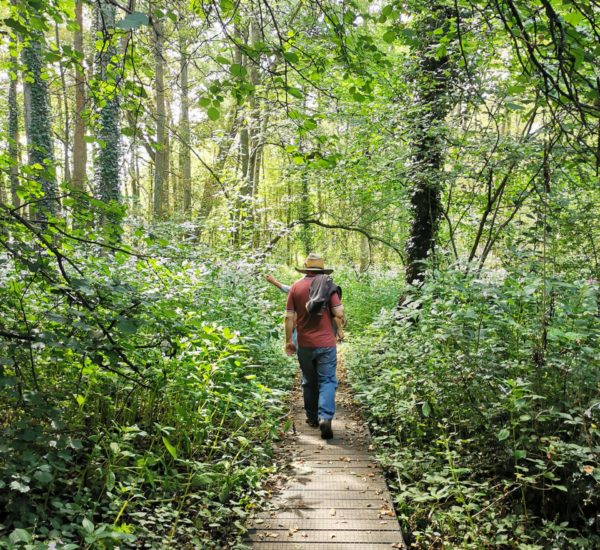 Woolton Hill boardwalk, Jul 20 Claire McCorquodale