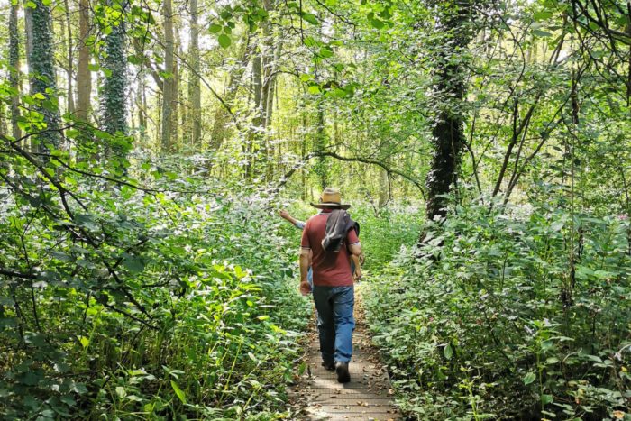 Woolton Hill boardwalk, Jul 20 Claire McCorquodale