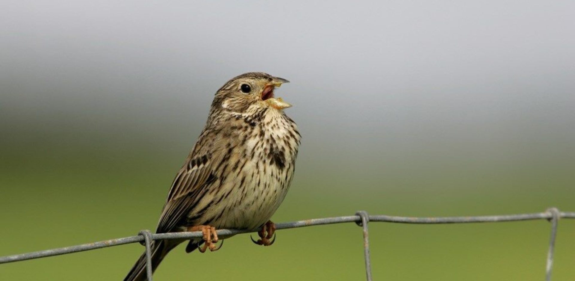 Cornbunting, Andy Hay