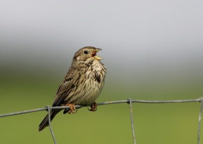 Cornbunting, Andy Hay