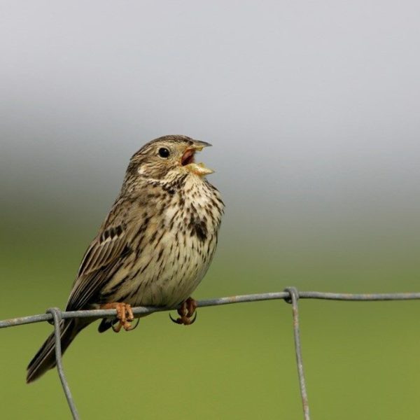 Cornbunting, Andy Hay