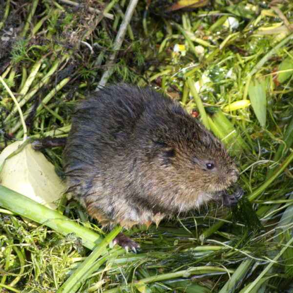 Water vole, Tony Bartlett