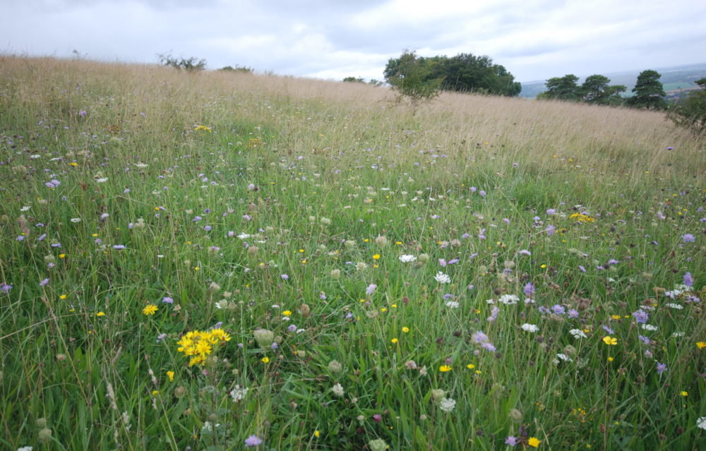 Wildflowers, Morgans Hill