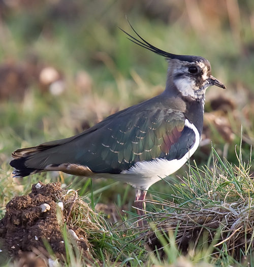 Lapwing, Barry Stalker