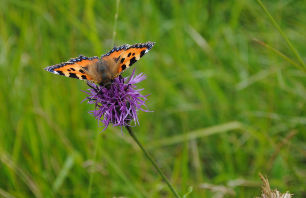 Small Tortoiseshell, Pippa Palmer