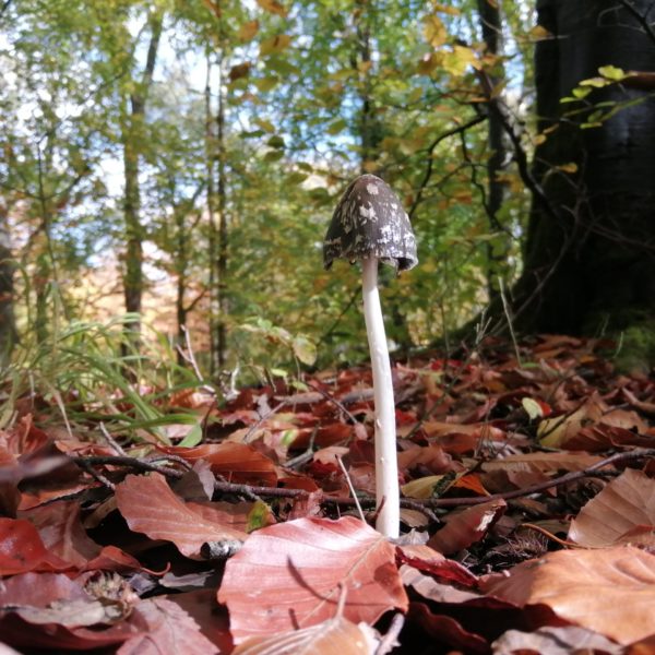 Fungus in Savernake, Ann Shepley