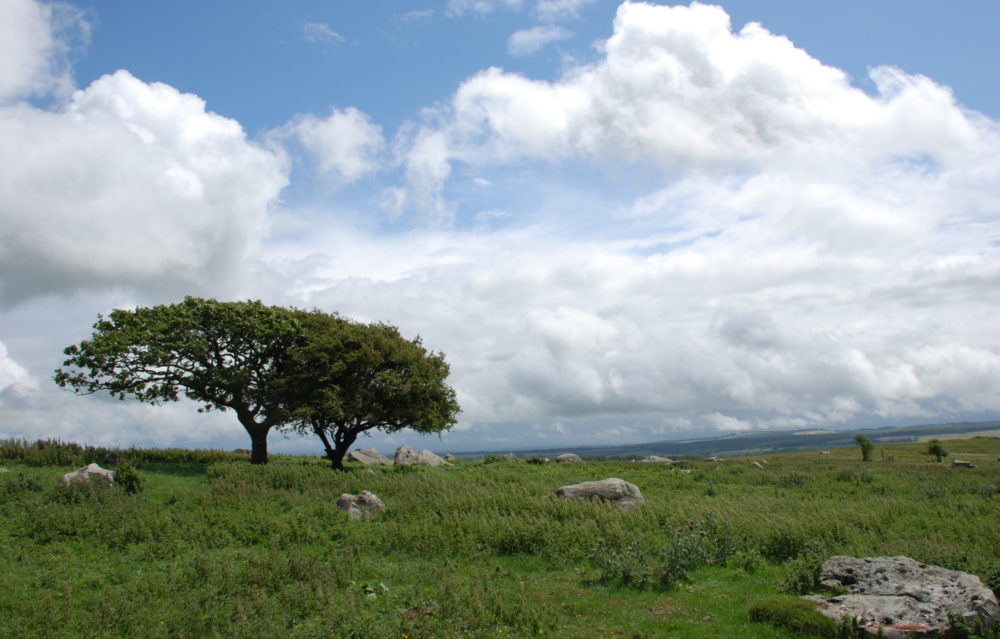 Sarsens at Fyfield Down