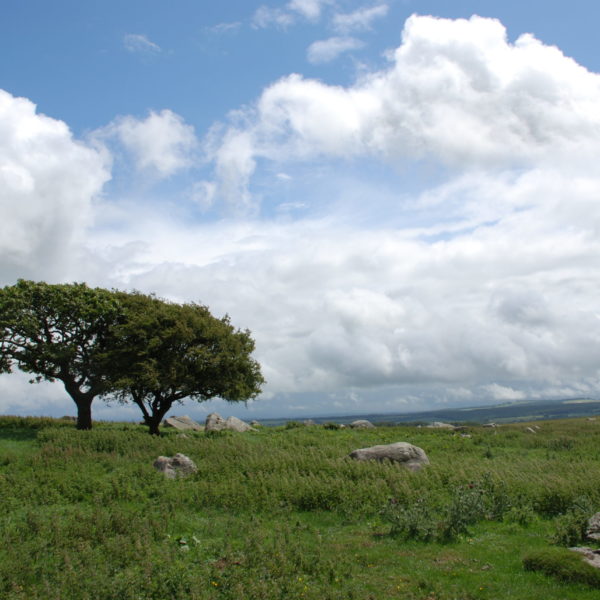 Sarsens at Fyfield Down