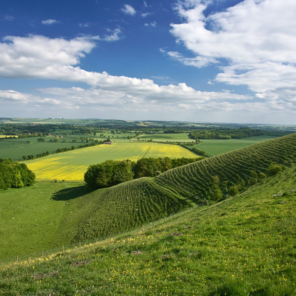 Knap Hill, David Hall