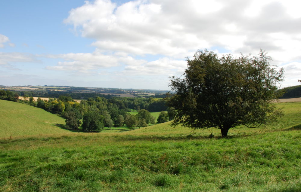 North of Hippenscombe Valley, Ann Shepley