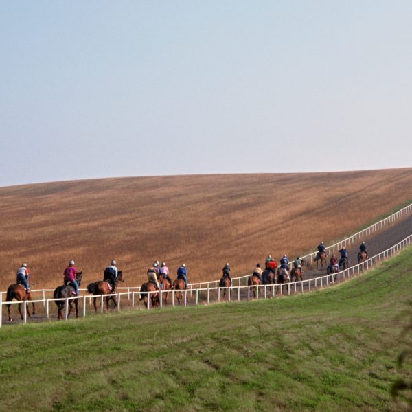 Racehorses on the gallops
