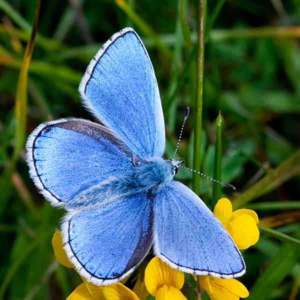 Adonis Blue butterfly sitting on a yellow flower