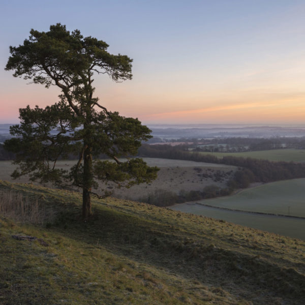 View from the top of a hill with a lone pine tree in the foreground