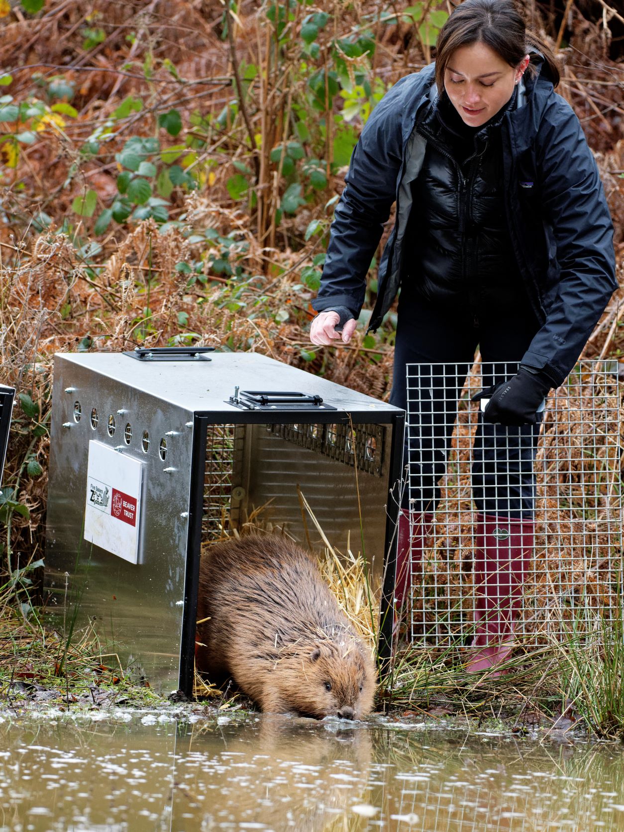 Mandy Lieu releases one of the beavers from its travelling box and it is moving into the water in front of it.