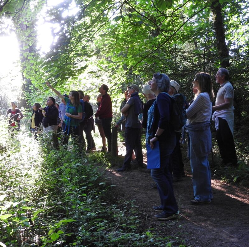 Walking through Savernake Forest